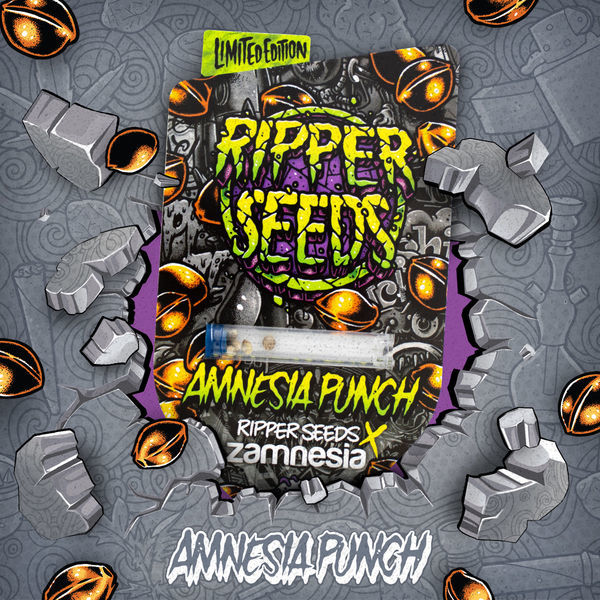 Amnesia Punch (Ripper Seeds x Zamnesia) feminizovaná