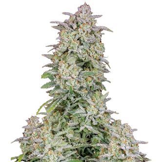 Forbidden Runtz Samonakv&eacute;tac&iacute; (FastBuds) feminizovan&aacute;