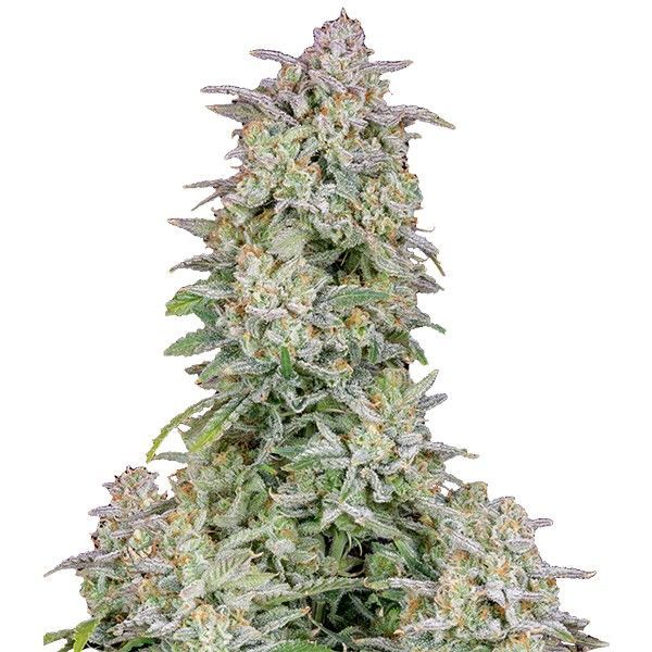 Forbidden Runtz Samonakvétací (FastBuds) feminizovaná