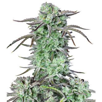 Strawberry Banana Samonakvétací (FastBuds) feminizovaná