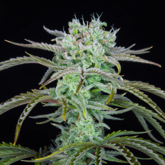 Strawberry Banana Samonakvétací (FastBuds) feminizovaná