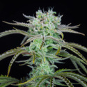 Strawberry Banana Samonakvétací (FastBuds) feminizovaná