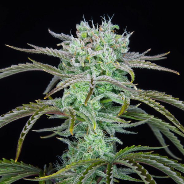 Strawberry Banana Samonakvétací (FastBuds) feminizovaná