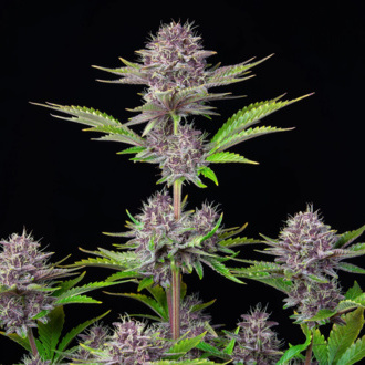Purple Punch Auto (FastBuds) feminizovaná