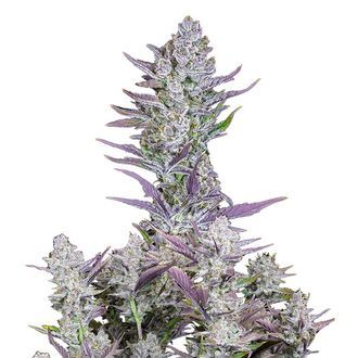 Wedding Glue Samonakv&eacute;tac&iacute; (FastBuds) feminizovan&aacute;