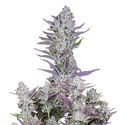 Wedding Glue Samonakvétací (FastBuds) feminizovaná