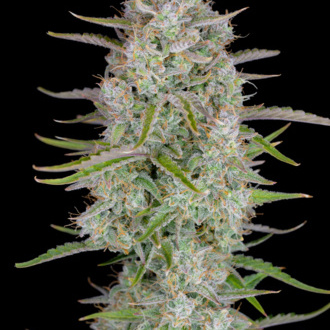 Wedding Glue Samonakvétací (FastBuds) feminizovaná