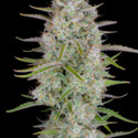 Wedding Glue Samonakvétací (FastBuds) feminizovaná