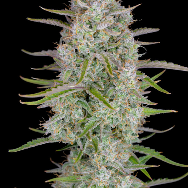 Wedding Glue Samonakvétací (FastBuds) feminizovaná