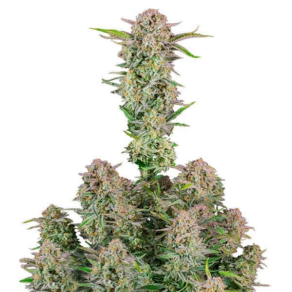 Bruce Banner Samonakvétací (FastBuds) feminizovaná