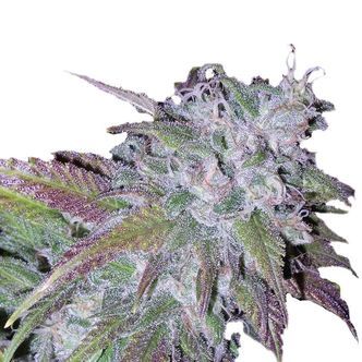 Silvergrape Sherbet (Growers Choice) feminizovan&aacute;