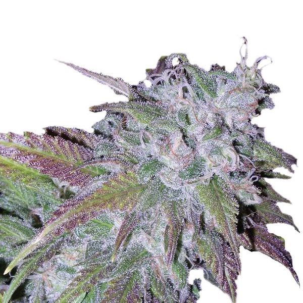 Silvergrape Sherbet (Growers Choice) feminizovaná