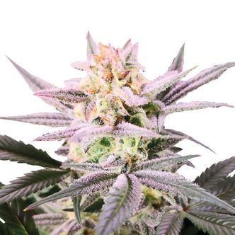 Watermelon Weddingcake (Growers Choice) feminizovan&aacute;