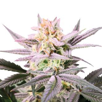 Watermelon Weddingcake (Growers Choice) feminizovan&aacute;