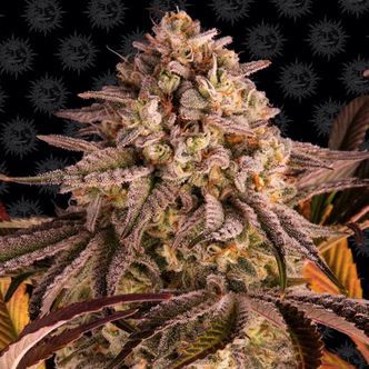 Blue Sunset Sherbert (Barney's Farm) feminizovan&aacute;