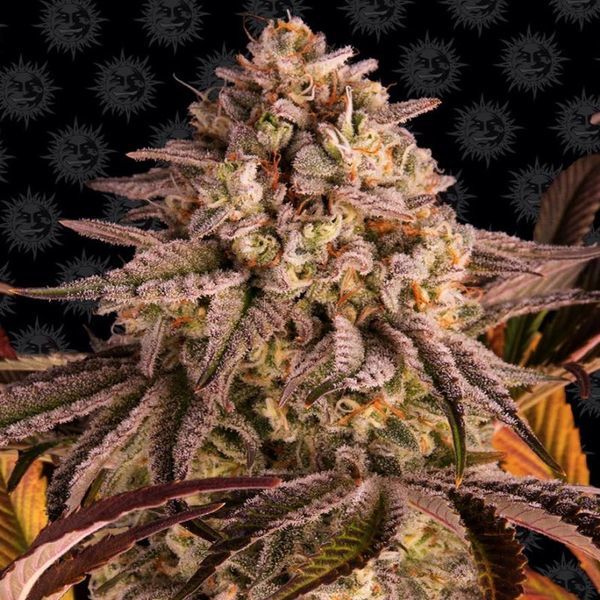 Blue Sunset Sherbert (Barney's Farm) feminizovaná