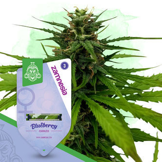 Blueberry (Zamnesia Seeds) feminizovan&aacute;