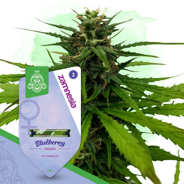 Blueberry (Zamnesia Seeds) feminizovaná