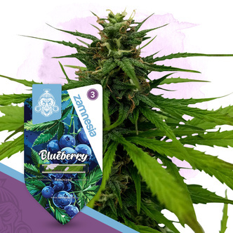 Blueberry (Zamnesia Seeds) feminizovan&aacute;