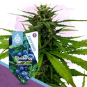 Blueberry (Zamnesia Seeds) feminizovaná