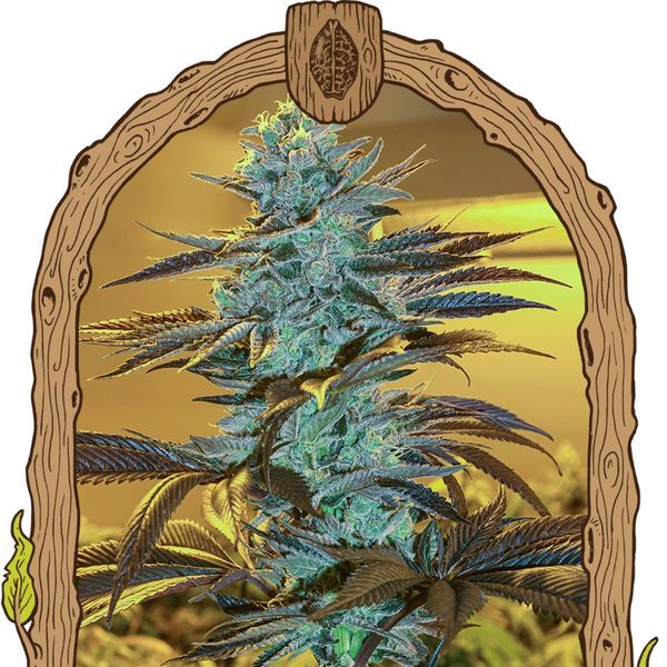 Purple Monkey Auto (Exotic Seed) feminizovaná