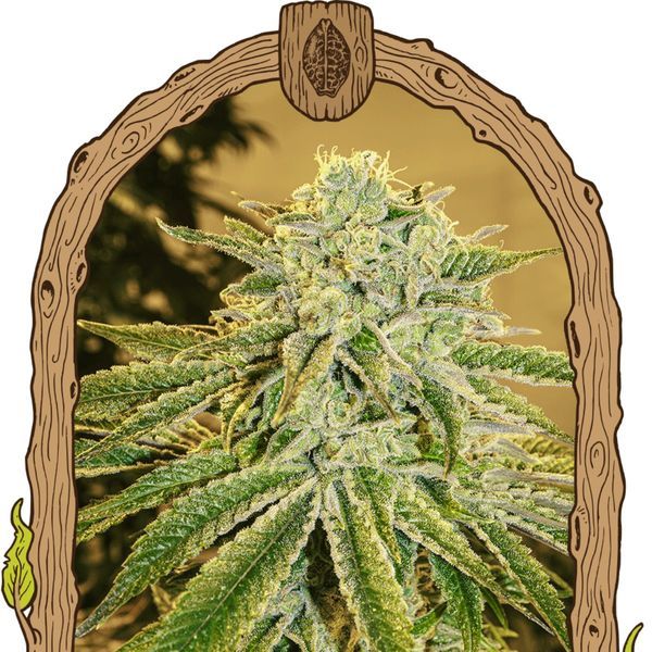 White Banana Samonakvétací (Exotic Seed) Feminizovaná