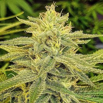 Lord Kush (Delicious Seeds) feminizovan&aacute;