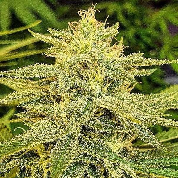 Lord Kush (Delicious Seeds) feminizovaná