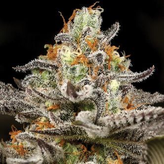 Sleepy Joe (Anesia Seeds) feminizovan&aacute;