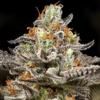 Sleepy Joe (Anesia Seeds) feminizovan&aacute;