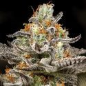 Sleepy Joe (Anesia Seeds) feminizovaná