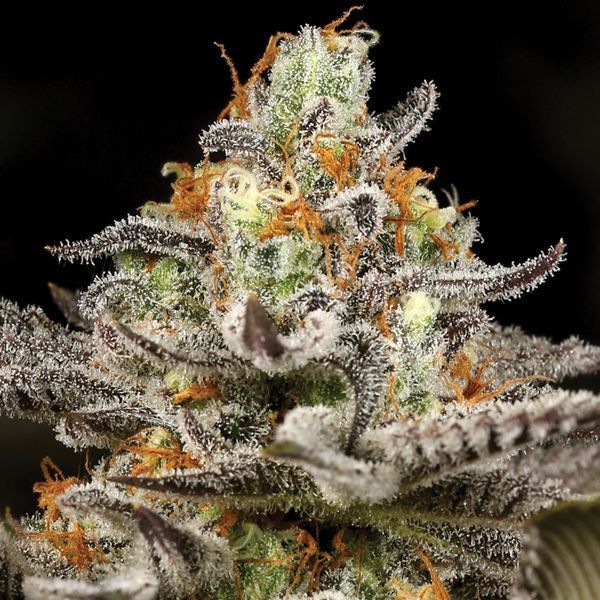 Sleepy Joe (Anesia Seeds) feminizovaná