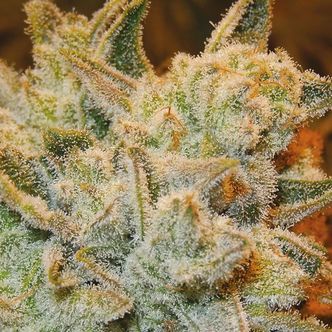 White Runtz (Anesia Seeds) feminizovan&aacute;