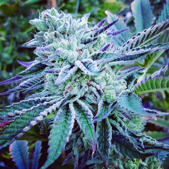 Cheese Cake Cookies (The Kush Brothers) feminizovan&aacute;