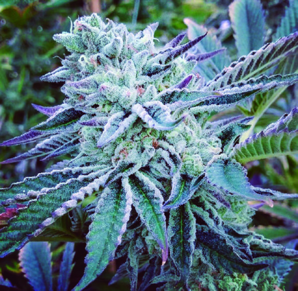 Cheese Cake Cookies (The Kush Brothers) feminizovaná