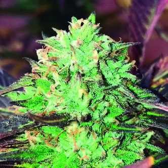 Gelato Royal (The Kush Brothers) feminizovan&aacute;