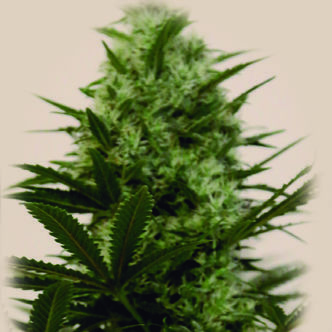 Langui Kush (The Kush Brothers) feminizovan&aacute;