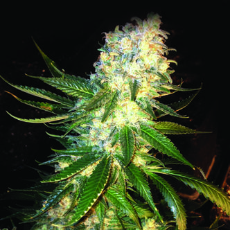 MassKush (The Kush Brothers) feminizovan&aacute;