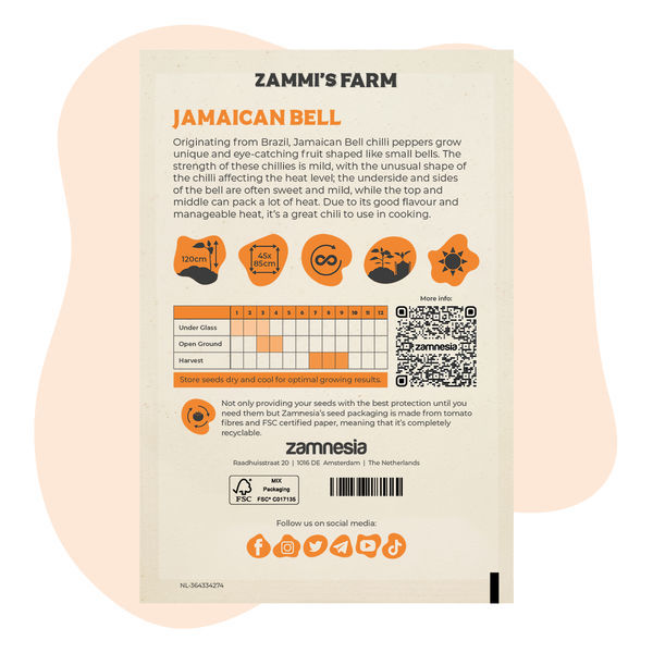 Semena chilli Jamaican Bell Cambuci