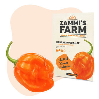 Semena Habanero Orange
