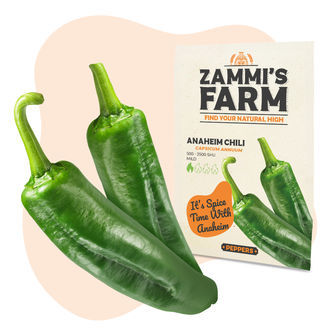 Semena chilli Anaheim