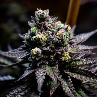 Watermelon Candy (Zamnesia Seeds) feminizovaná