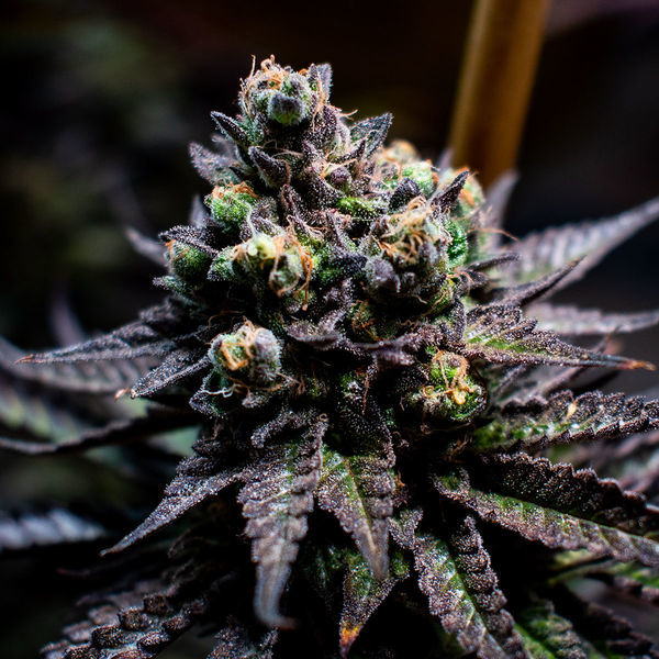 Watermelon Candy (Zamnesia Seeds) feminizovaná