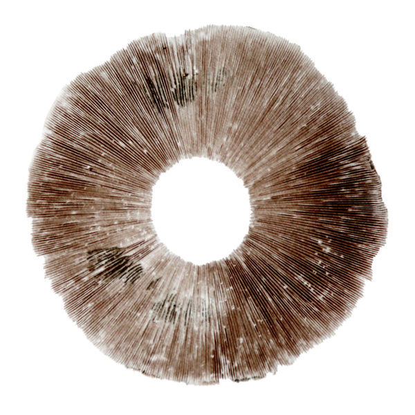 Výtrusný otisk Psilocybe cubensis Hawaii (PES)