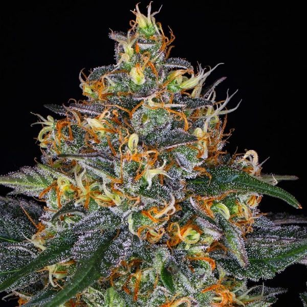 Moby Dick Samonakvétací (Barney's Farm) feminizovaná