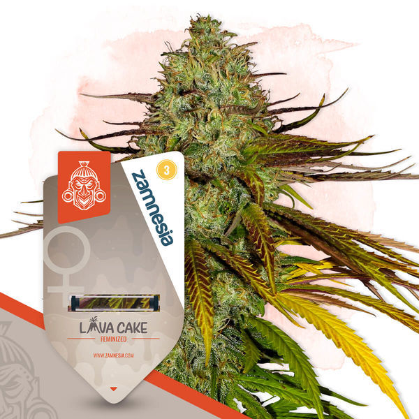 Lava Cake (Zamnesia Seeds) feminizovaná