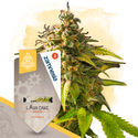 Lava Cake Samonakvétací (Zamnesia Seeds) feminizovaná