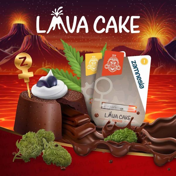 Lava Cake Samonakvétací (Zamnesia Seeds) feminizovaná