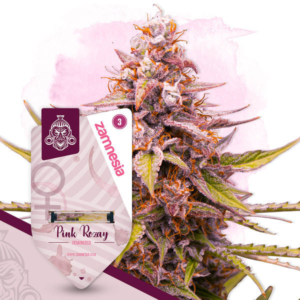 Pink Rozay (Zamnesia Seeds) feminizovaná