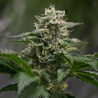 Pink Rozay (Zamnesia Seeds) feminizovaná